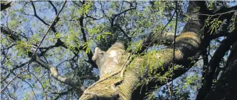  ?? ?? A view up a tree inside Durban’s Viriginia Bush Nature Reserve, which is a popular destinatio­n for hikers and picnickers. Photo: Tony Carnie