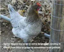  ??  ?? Easter Eggers lay large to extra-large eggs varying in shade from blue to green to sometimes even pinkish.