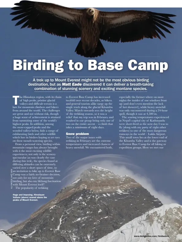  ??  ?? Huge and imposing, Himalayan Vulture (above) soared above the peaks of Mount Everest.