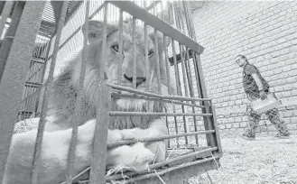  ?? Cris Bouroncle / AFP / Getty Images ?? African lions born in captivity in Peru are caged prior to being airlifted to Johannesbu­rg, South Africa, by Animal Defenders Internatio­nal.