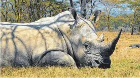  ?? FOTO: DPA ?? Nashörner gehören zu den bedrohten Tierarten.