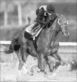  ?? BARBARA D. LIVINGSTON ?? Gunnevera trains at Gulfstream Park West on Saturday in preparatio­n for the Pegasus World Cup at Gulfstream on Jan. 27.