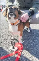  ?? ?? James Fletcher’s Max, one of the winners recently at the Avondhu Foxhounds Dog Show.