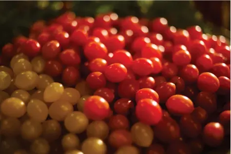  ?? ARIEL SCHALIT/THE ASSOCIATED PRESS ?? Small yellow and red “drop tomatoes” are spawning new recipes at a restaurant in Tel Aviv, Israel. The “drop tomato” is about the size of a blueberry and IsraelÌs Kedma company in the southern Arava desert says it is the smallest one ever developed in...