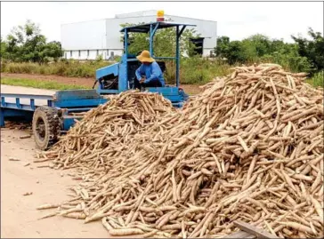  ?? SUPPLIED ?? A farmer rests next to a pile of cassava, in Preah Vihear province recently.