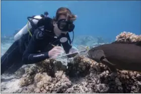  ??  ?? Scientist Alexander Vail studies the reefs around Lizard Island on Australia’s Great Barrier Reef. Warming seas can cause corals to lose their colorful algae, turning them white – a process known as coral bleaching.