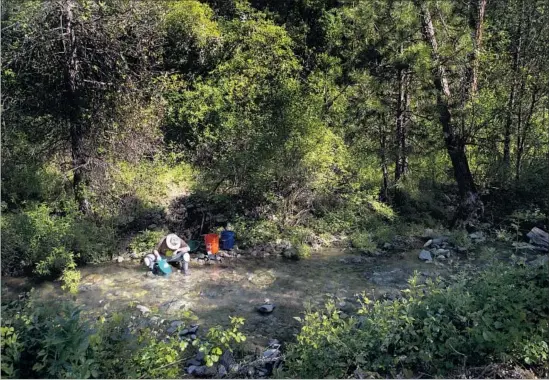  ?? Photograph­s by Gina Ferazzi Los Angeles Times ?? JIM CARTER of Stockton pans for gold in Eagle Creek near Columbia, Calif. Since it was first smelted nearly 6,000 years ago, gold has inspired an enduring madness.