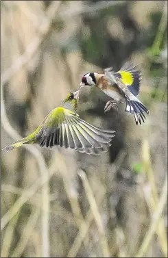  ?? ?? Ian Holmes’ picture of a greenfinch and goldfinch in flight