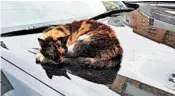  ?? DREAMSTIME ?? Cats can be drawn to a warm car hood.