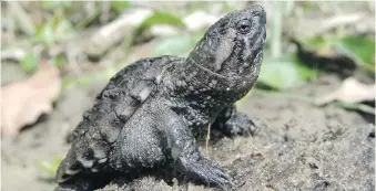  ?? SCOTT GILLINGWAT­ER ?? The Ontario Ministry of Natural Resources and Forestry has banned the trapping and hunting of snapping turtles, which do not reproduce at a high rate and do suffer from a high hatchling mortality rate.