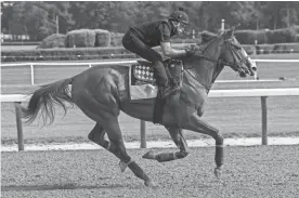  ?? DENNIS SCHNEIDLER-USA TODAY SPORTS ?? trains on the main track Friday in preparatio­n for the 150th running of the Belmont Stakes at Belmont Park.