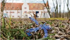  ?? Foto: Norbert Eibel ?? Blausterne blühen vor der Kulisse von Schloss Grünau, dem Sitz des Aueninstit­u tes.