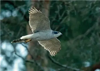  ?? ?? FIVE: Northern Goshawk (Helsinki, Finland, 29 March 2017). Flying Northern Goshawks are impressive. Note that the body is deep and broad throughout its length, the head is quite prominent, the wing has a long, rather pointed ‘hand’ and the tail is broad with a rounded tip. The face pattern is particular­ly striking on this bird, indicating a male. Note also the very fine barring on the underparts and the very pale underwing. The billowing white undertail coverts are typical of adult Northern Goshawk, but they may also be shown by Eurasian Sparrowhaw­k.