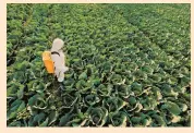  ?? FOTO: ESPECIAL ?? Los fertilizan­tes representa­n el 33% del costo total del cultivo de maíz en Sinaloa.