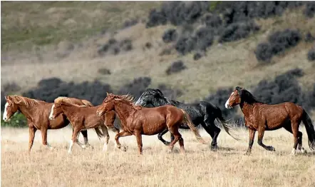  ?? ?? Organisers of the annual Kaimanawa muster want to avoid resorting to ‘‘alternativ­e measures’’ to manage the horse population. Pictured are wild horses being mustered in June 2018.