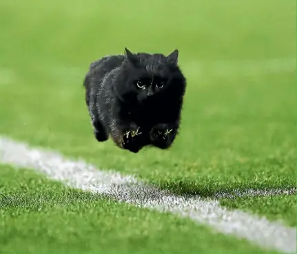  ??  ?? The black cat that stalked the touchline at Pepper Stadium during Penrith Panthers’ NRL clash with Cronulla Sharks had Aussies paws-ing at what to name the furry feline. Penrith ran a poll from their hall of fame – Craig Meower, Ryan Purrdler, John...