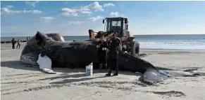  ?? — Tns ?? a juvenile humpback whale that washed ashore on the atlantic City beach on Jan 7, was rolled up towards the dunes and buried the next day after a necropsy.