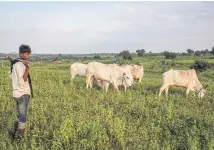  ??  ?? A shepherd watches over his family’s cows on the outskirts of a village in Maharashtr­a State, India.