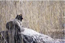  ?? ISMO MARTTINEN/WWF FINLAND ?? A Saimaa Ringed Seal as it rests on a rock in Lake Saimaa, Finland. Wildlife conservati­onists in Finland are giving endangered seals in Europe’s fourth largest lake a spot of online fame.