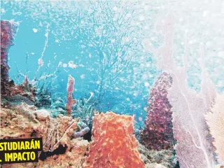  ?? Archivo ?? Los arrecifes de coral llanos son mayormente perjudicad­os por la sobrepesca, así como cuando embarcacio­nes lanzan sus anclas.