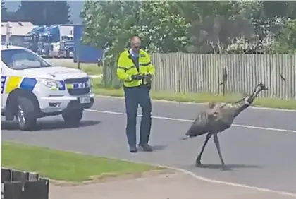  ?? Photo / Supplied ?? A still from a video depicting police closing on an escaped emu in po¯tiki.