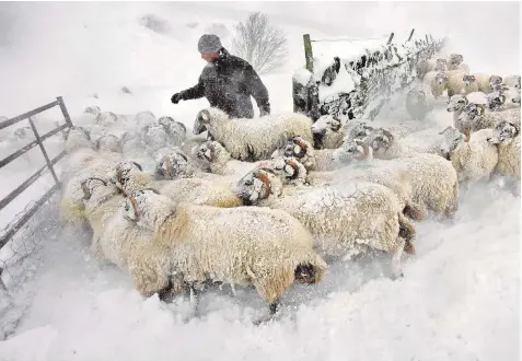  ??  ?? David Mallon, a farmer near Eggleston, Co Durham, drives his pregnant ewes towards shelter. Forecaster­s said conditions could yet get worse with more snow on the way