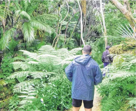  ?? STEVE MACNAULL PHOTOS ?? The prehistori­c Kitekite Rainforest in Waitakere Ranges Regional Park outside of Auckland, New Zealand, is chock full of giant ferns, Nikau palm trees and Kauri trees.