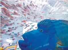  ??  ?? TOKYO: A humphead wrasse, transporte­d from Japan's southern island of Okinawa, swims with other tropical saltwater fish on display in a tank for the Sony Aquarium 2017 exhibition in Tokyo. — AFP