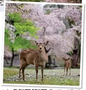  ?? ?? FLOWER POWER: The Himeji Castle wrapped in cherry blossom, top. Above: The deer in Nara Park