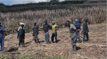  ??  ?? STRUGGLING: Some of the workers at a sugar cane farm in the Ilembe District that was paid an unannounce­d visit by Labour Minister Mildred Oliphant.