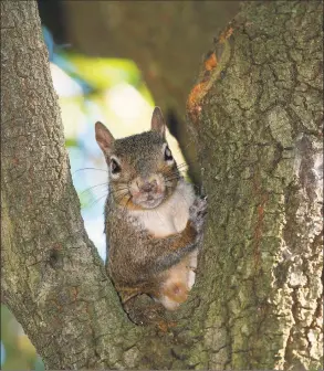  ?? Shannon Tompkins / Houston Chronicle ?? Good mast crops allow the gray squirrel population to thrive.