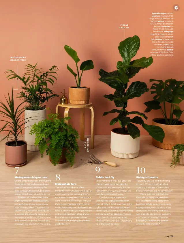  ??  ?? MADAGASCAR DRAGON TREE FIDDLE LEAF FIG Opposite page: Harvest planters in bisque, $169 large and $109 medium, tall harvest planter in natural, $71.40, from Citta. Mediumterr­acotta planter (on floor), $14.99, from A&amp;C Homestore. This page: Large Oslo planter in dustypink, $49.99, medium Oslo planter in terracotta (fern), $34.99, from A&amp;C Homestore. Fork, $69,from Father Rabbit. Medium Harvest planter in natural, $109, from Citta.Other planters, as before.yhg