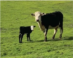  ?? PHOTOS FOR THE RECORDER BY BRENT GILL ?? Mr. Boo’s genetics are all apparent with this calf. All black body and legs. White face with black around the eyes. Tiny white tip on the tail.