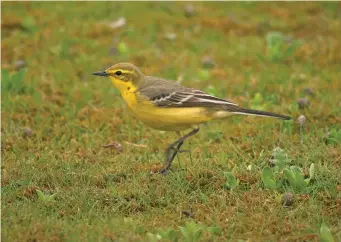  ?? ?? FOUR: Female Yellow Wagtail of the subspecies flavissima (Seaforth, Lancashire, 23 April 2007). This British Yellow Wagtail is very bright and its underparts are a rich, saturated, rather golden yellow. The face pattern is typically ‘intense’, with greenish eyestripes and dark lores, while the upperparts are similarly green toned. Importantl­y, the undertail coverts are strongly suffused with yellow. Note that on this bird the wing-bars are a little whiter, but they are still narrow and lack the vivid contrasts shown by Citrine Wagtail.