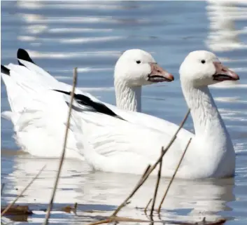  ?? PHOTO COURTOISIE GUY HUOT ?? Le nombre d’oies blanches sur le réservoir Beaudet de Victoriavi­lle double chaque jour et culminera à la fin du mois.