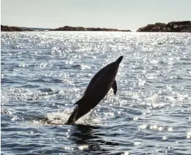  ?? Bild: Andreas Granath ?? Den strimmiga delfinen tar ett skutt i Strömstads vatten.