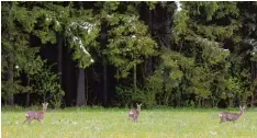  ?? Archivfoto: Mathias Wild ?? Ein Anblick, der immer seltener wird, beklagen Jäger: Rehwild auf Nahrungssu­che außerhalb des Waldes.