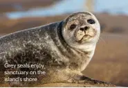  ?? ?? Grey seals enjoy sanctuary on the island’s shore