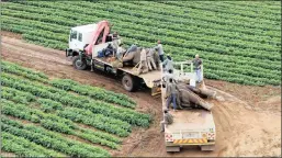  ??  ?? The elephants are relocated from farmland.