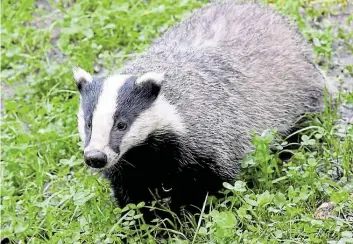  ?? DPA–BILD: REHDER ?? Seine Artgenosse­n verenden immer häufiger auf deutschen Straßen: ein Dachs