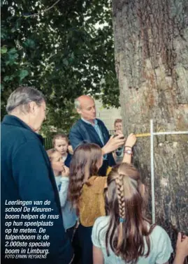  ?? FOTO ERWIN REYSKENS ?? Leerlingen van de school De Kleurenboo­m helpen de reus op hun speelplaat­s op te meten. De tulpenboom is de 2.000ste speciale boom in Limburg.