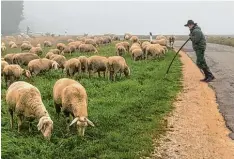  ?? Leserfoto: Lulu Rühmann ?? Im Landkreis Donau Ries sind mehrere Schäfer mit ihren Tieren unterwegs. Unter anderem auch in Donauwörth Zirgesheim.