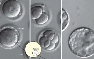  ??  ?? Embryo Cell Nucleus