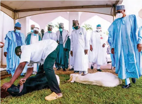  ?? PHOTO: NAN ?? President Muhammadu Buhari (R) observes the sluttering of the ram during the Eid-El-Kabir celebratio­n with his family in keeping with the advisories from the Presidenti­al Task Force on COVID-19 and the Nigerian Supreme Council for Islamic Affairs, at the State House Abuja yesterday