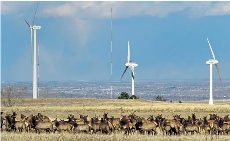  ?? Helen H. Richardson, Denver Post file ?? A large herd of elk stays close together near the towering wind turbines along Colorado 93 in 2018. Voters will be deciding the direction of U.S. energy policy when they select between Trump, who favors increased oil and gas developmen­t, and Biden, who favors more renewable and climate-friendly energy.