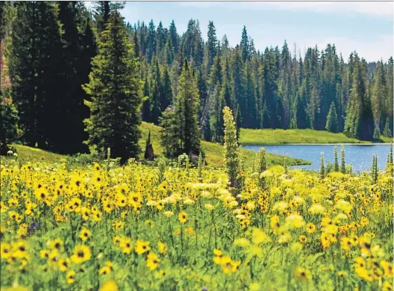  ??  ?? COLORADO’S Crested Butte Wildf lower Festival takes place in July. Among the show’s biggest stars are yellow mule’s ear, blue lupine and multicolor­ed Rocky Mountain columbine. The 925-mile road adventure from Los Angeles encompasse­s stunning landscapes.