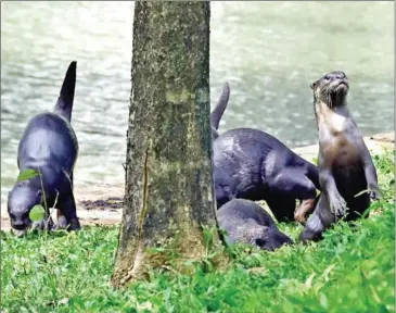  ?? AFP ?? The otters have been spotted hanging out by a shopping centre, scampering through the lobby of a hospital and even feasting on pricey fish stolen from a pond.