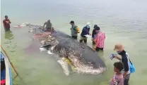  ?? Reuters ?? A stranded whale with plastic in his belly is seen in Wakatobi, Southeast Sulawesi, Indonesia, Monday.