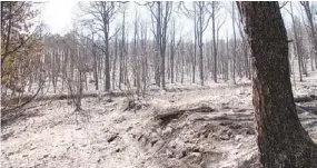  ??  ?? Los brigadista­s permanecen en el sitio para continuar con las actividade­s de liquidació­n y vigilancia durante todo el fin de semana.