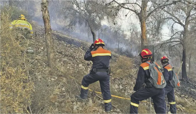  ?? Fotos: Loino ?? Vertrockne­te Kiefern, zusätzlich geschädigt durch den Borkenkäfe­r, haben bereits zu zwei großen Waldbrände­n in der Sierra de Orihuela geführt.